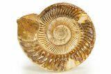 Polished Jurassic Ammonite (Kranosphinctes) - Madagascar #312357-1